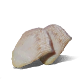 Phi Long Lân Phiến